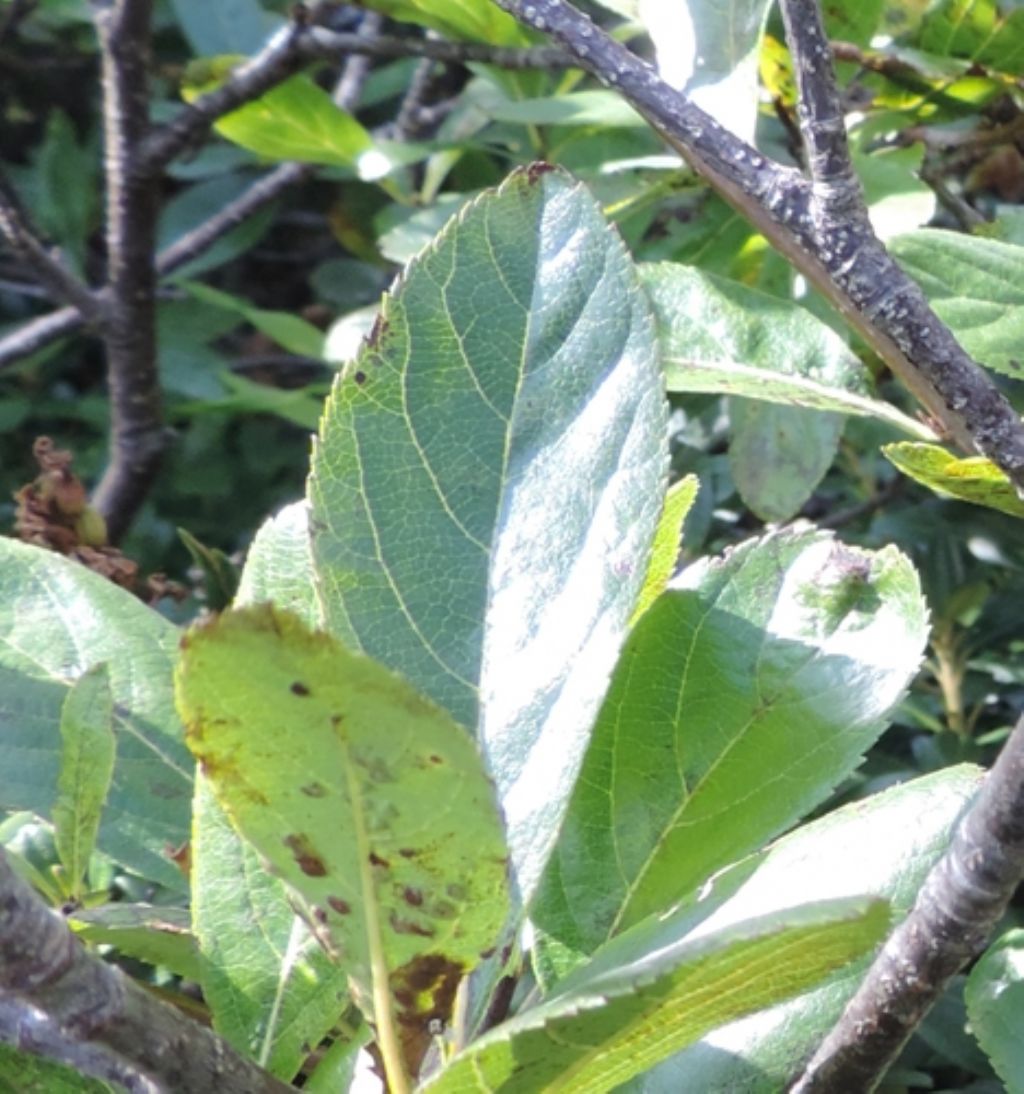 Bacche di Sorbus chamaemespilus /Sorbo alpino (Rosaceae)